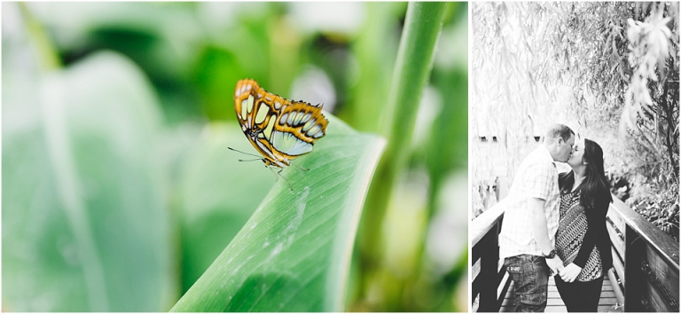 3 Buckfast Butterflies & Otter Sanctuary Pre Wedding Photography in Devon - close up butterfly and couple kissing