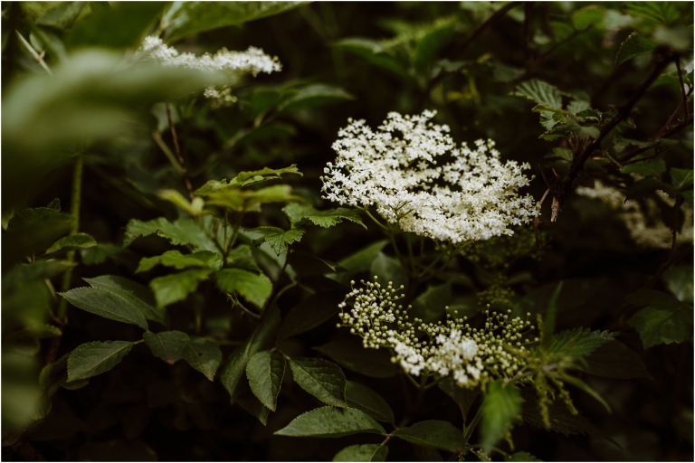 Elderflower Champagne Brewing – Holly Collings Photography (1)